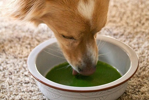 Smoothie för hunden är gott - men tänk på hur mycket du ger! Foto: Shutterstock